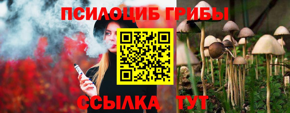 Гусев  Галлюциногенные грибы Psilocybine cubensis  Вход с VPN 